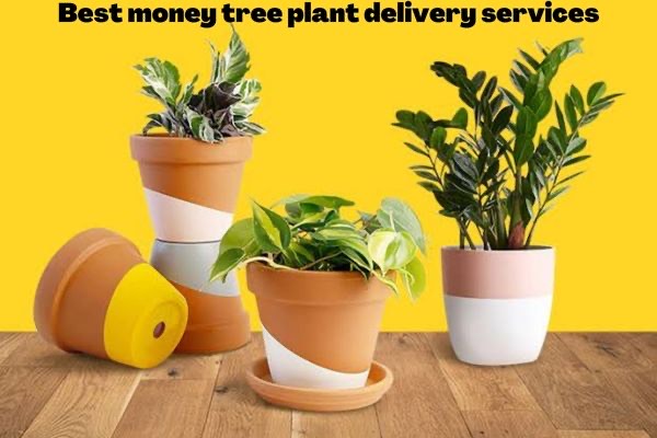Best Money Plant Delivery Services in USA